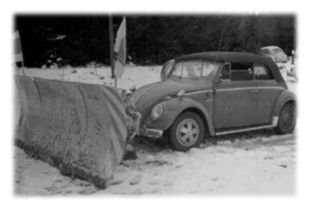 Galery of the Tauber-beetles